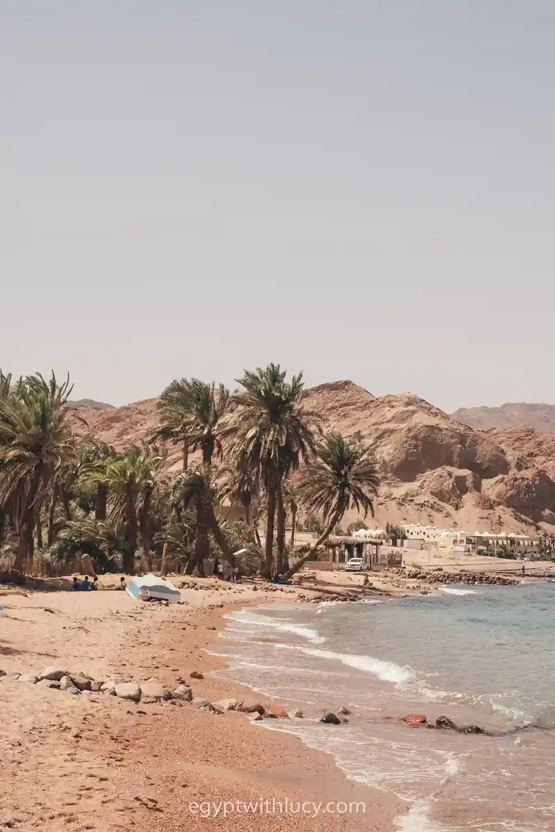 Palm trees line the sandy shoreline of Assalah Beach where waves are lapping.