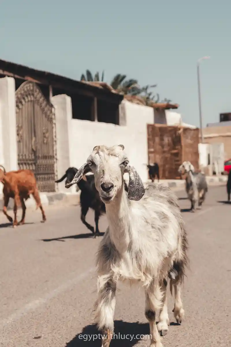 A white goat walks forward down a sunny paved street with other livestock.