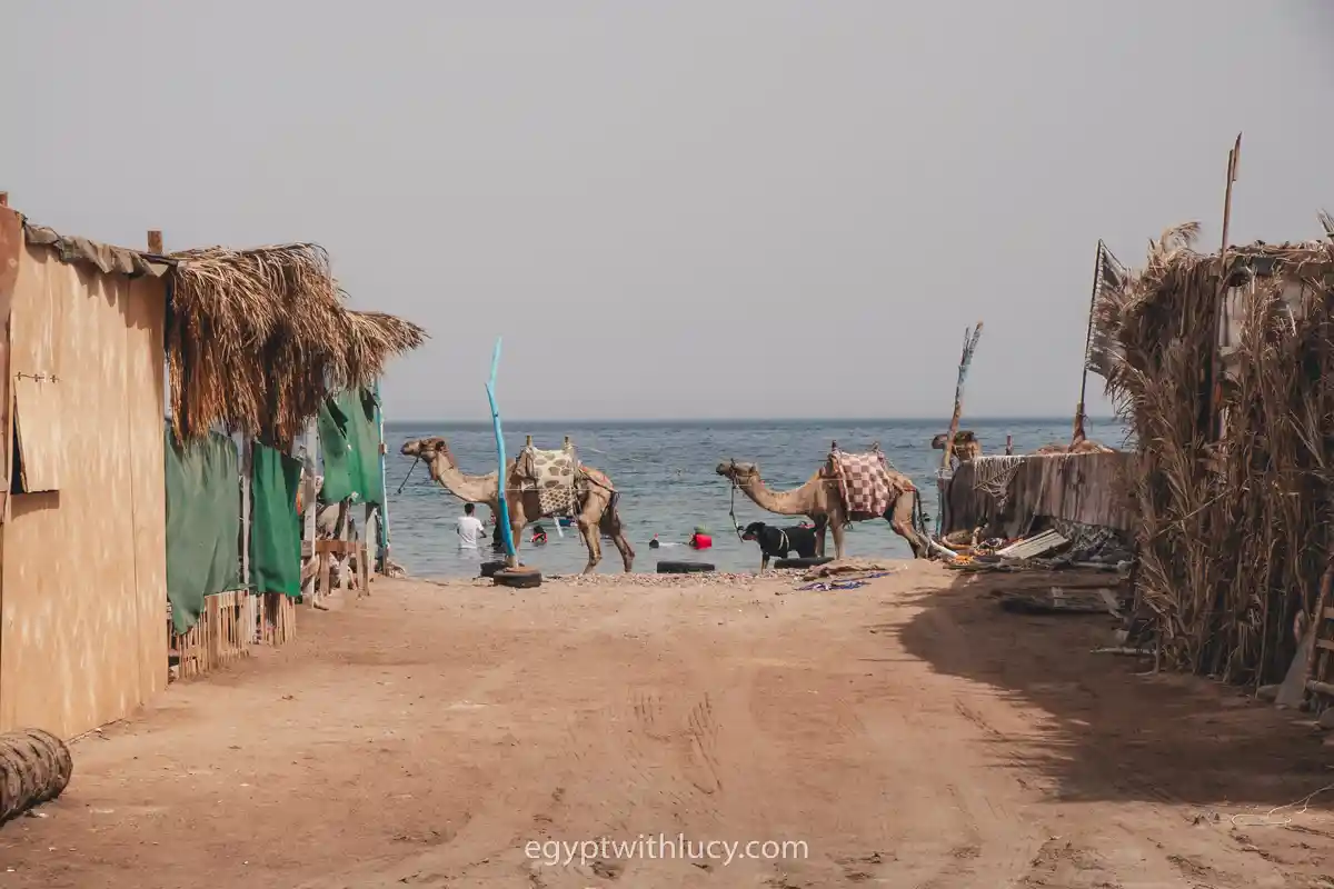 Two saddled camels standing on a sandy path between beach huts facing the sea.