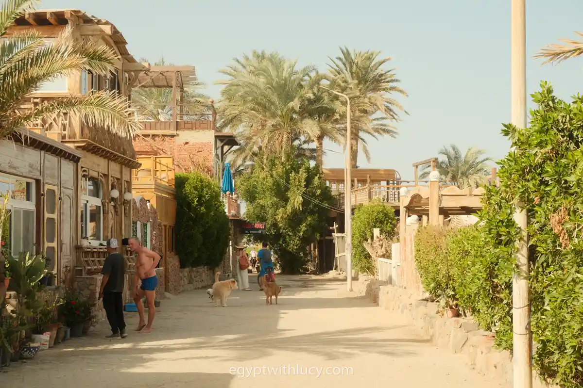 Pedestrians and dogs walking along a sandy path next to buildings and trees.