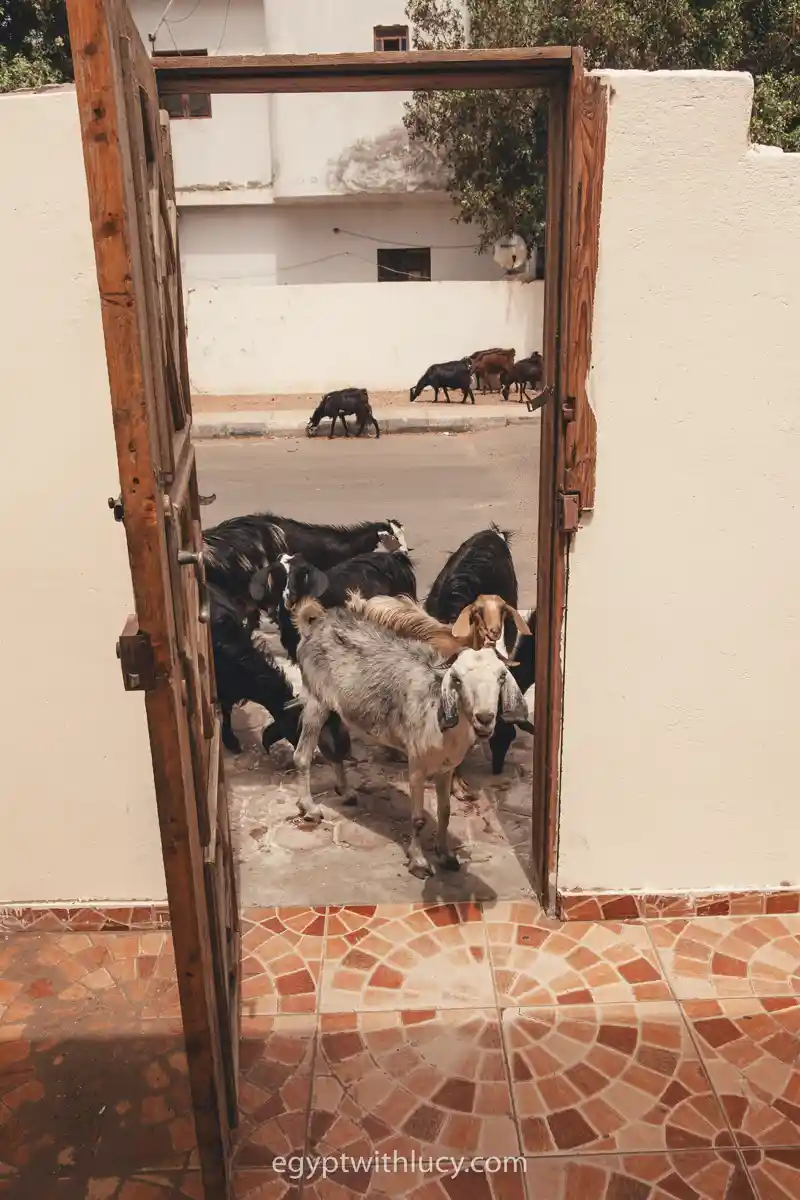 A group of goats standing by an open wooden doorway leading into a tiled terrace.