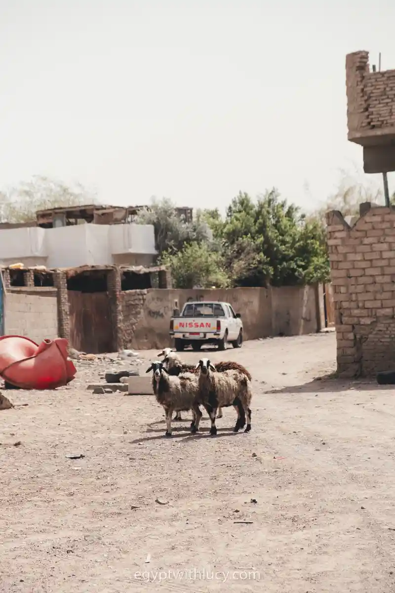 Several goats standing in a dirt alleyway with a white pickup truck behind them.