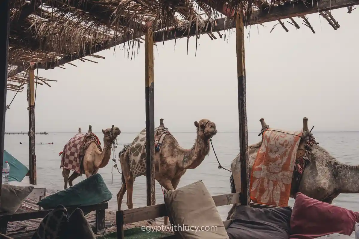 makani-cafe-camels Three saddled camels standing in the shallow sea water next to a thatched cafe.