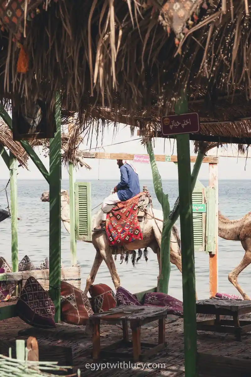 A man riding a camel along the shore, viewed from a shaded beach hut.