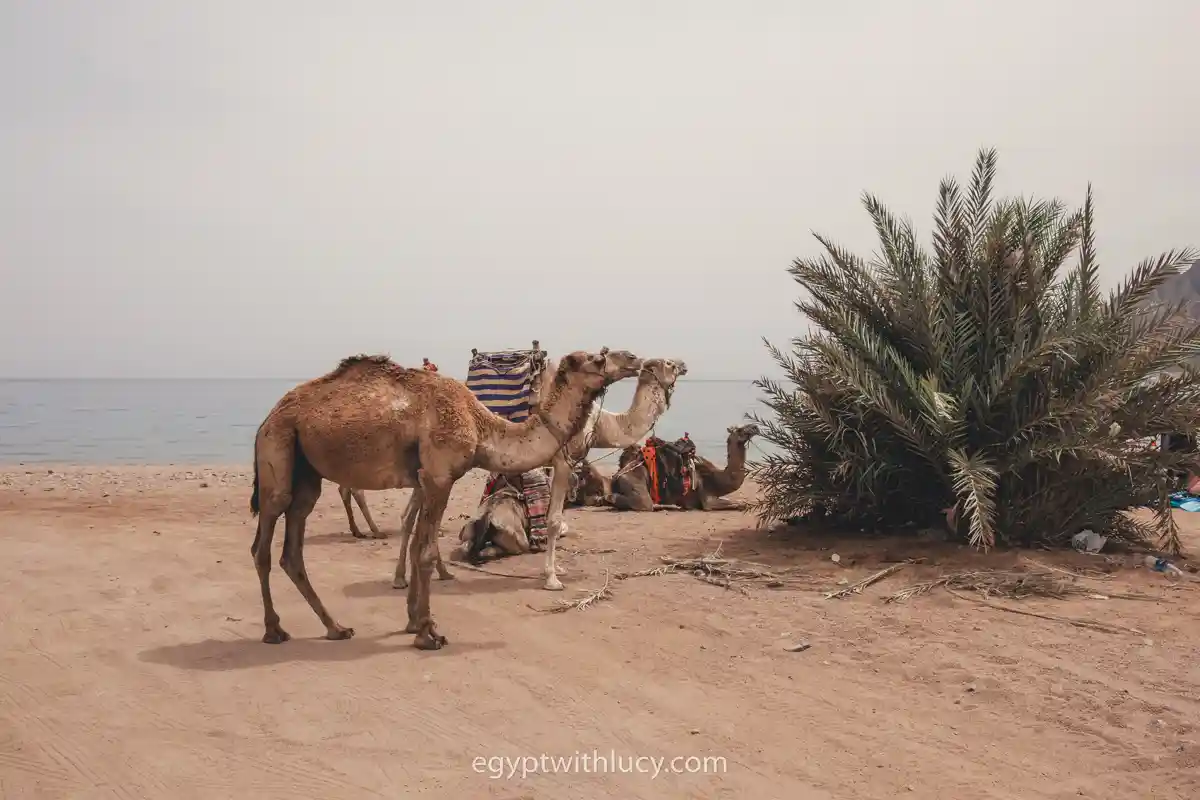 three-pools-camels Several camels standing and resting on a sandy beach near a palm shrub.